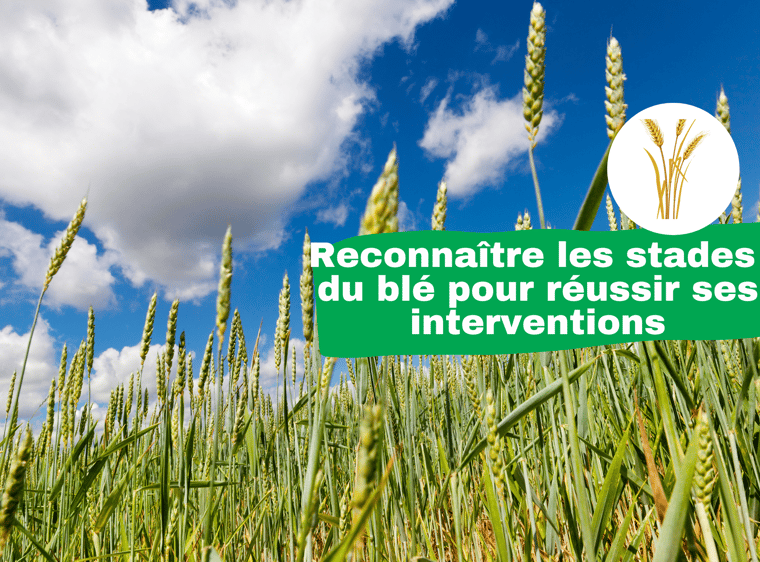 stades du blé pour réussir ses interventions