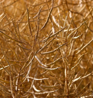 moisson du colza 