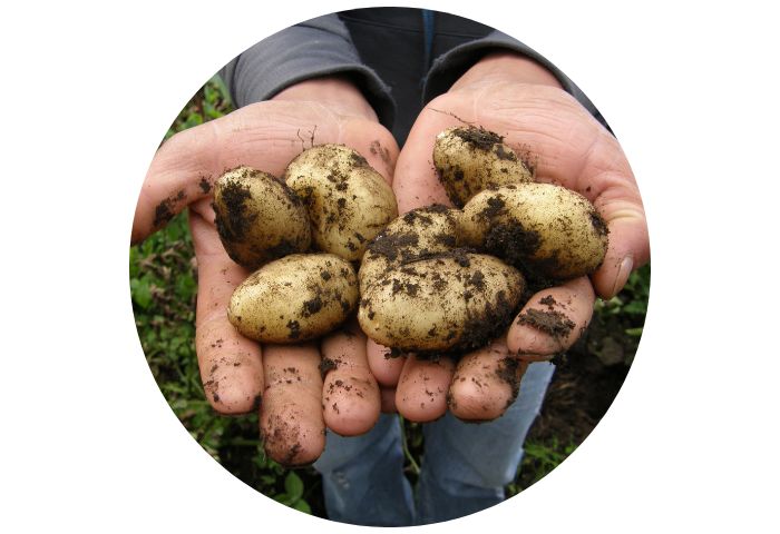 RÉUSSIR LA CULTURE DE LA POMME DE TERRE