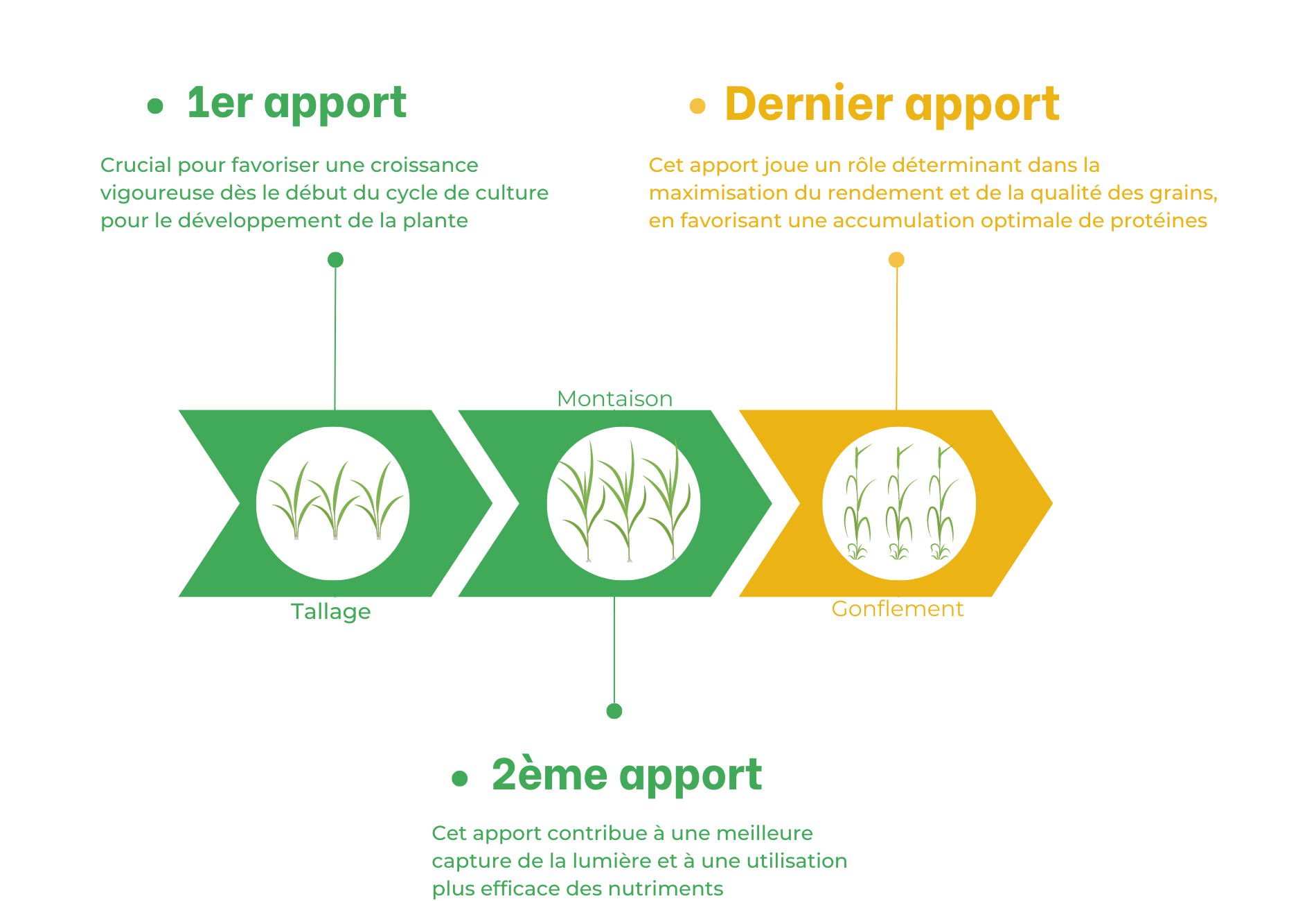 Fertilisation du blé tendre  (2)