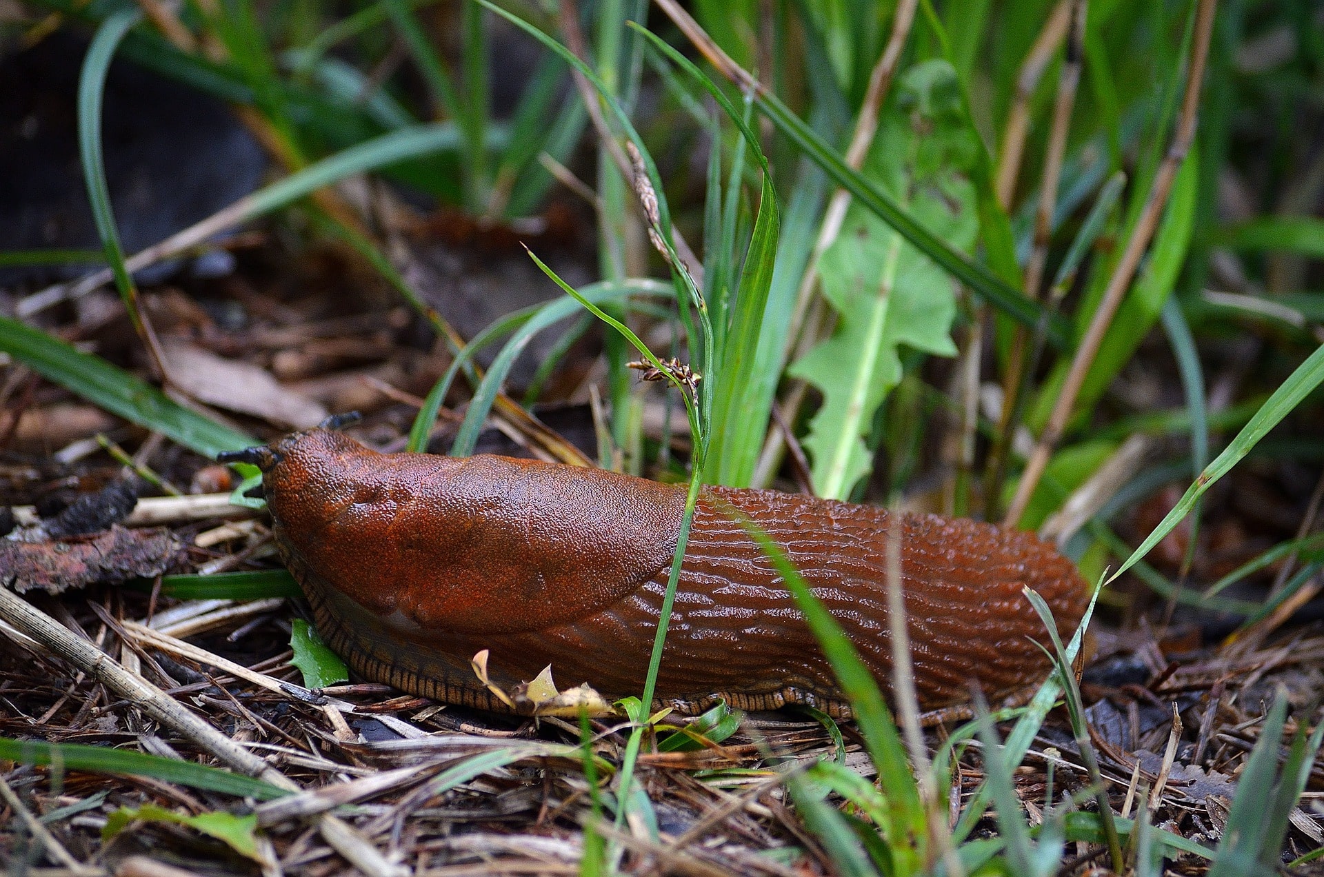 Limaces, grosses altises, charançons sur du colza