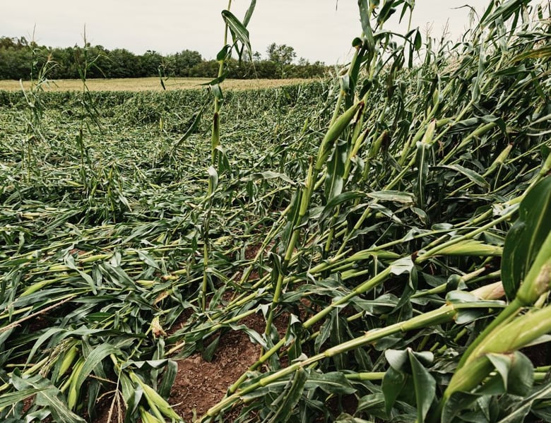 Dégâts de gibier et sanglier sur une parcelle agricole de maïs