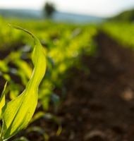 Semis de maïs sur une parcelle agricole 