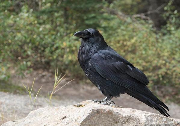 Corbeau sur une parcelle de maïs
