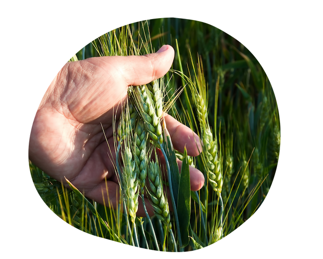Saisie-des-observations-agriculteur-ble
