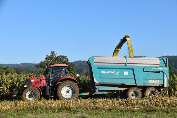 ensilage-mais