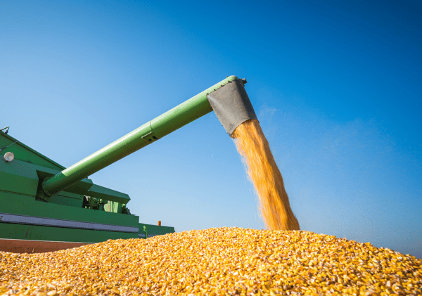 mais-grain-recolte