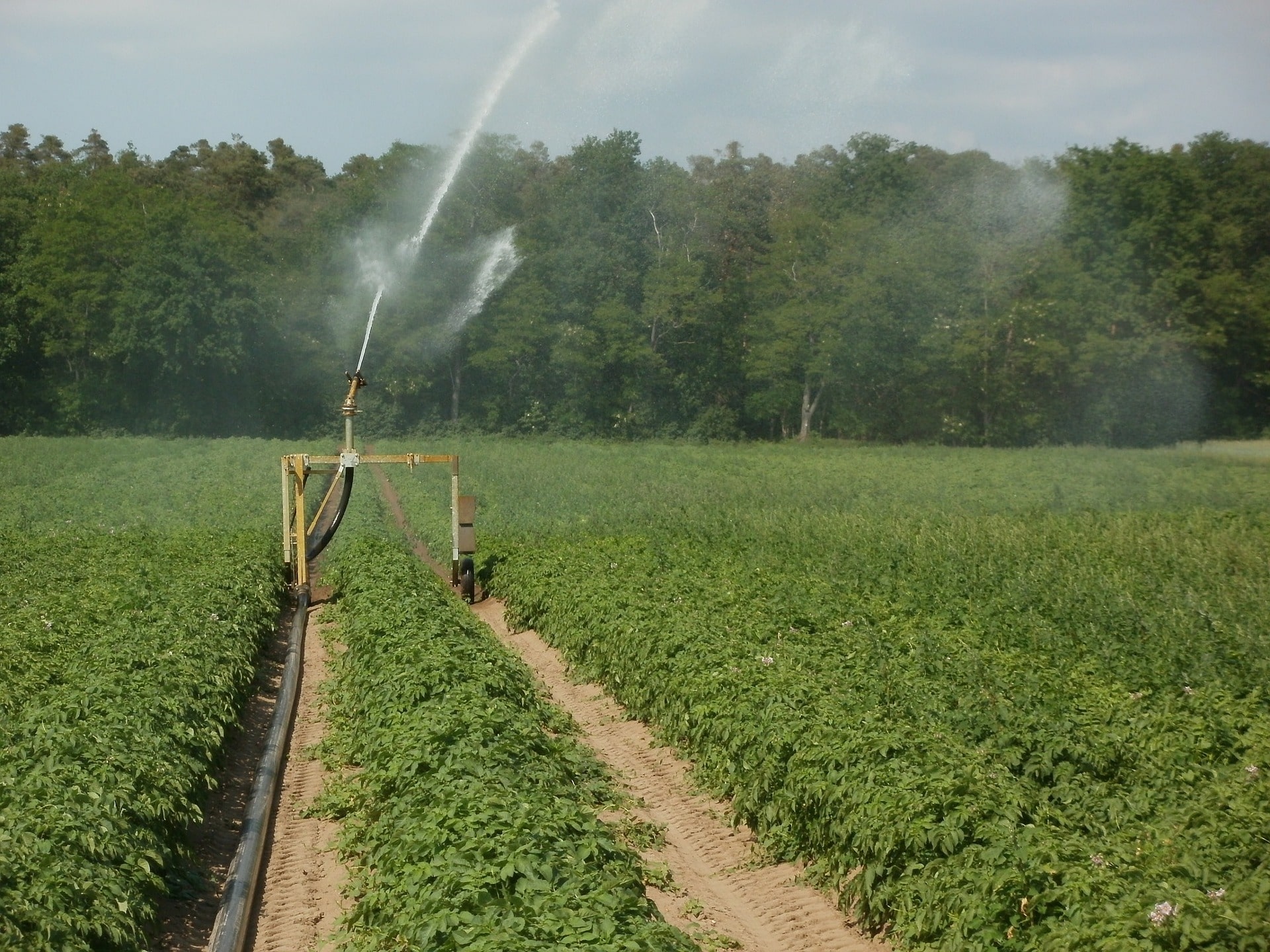 Irrigation pommes de terre