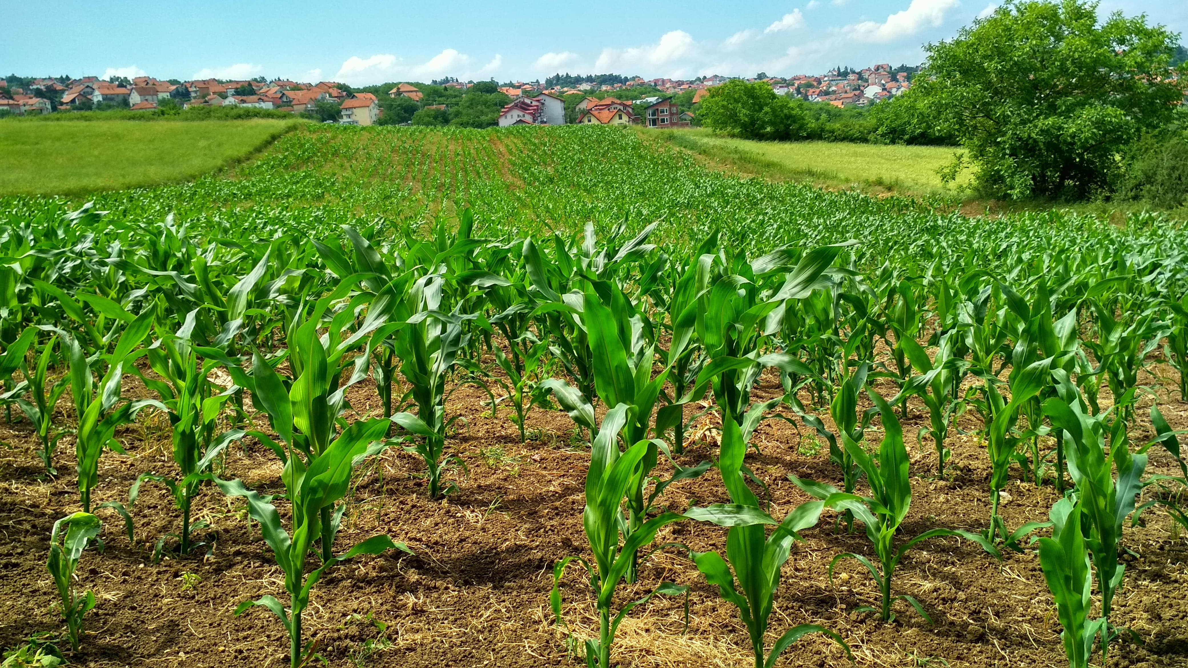 choix agronomiques sur une parcelle agricole de maïs