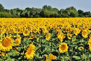 Champ de tournesol 