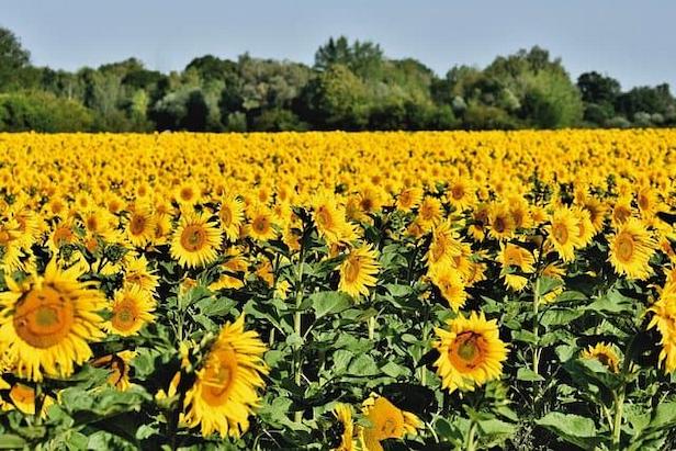 Champ de tournesol sur une parcelle agricole 