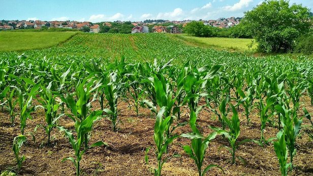 Champ de maïs sur une parcelle agricole 