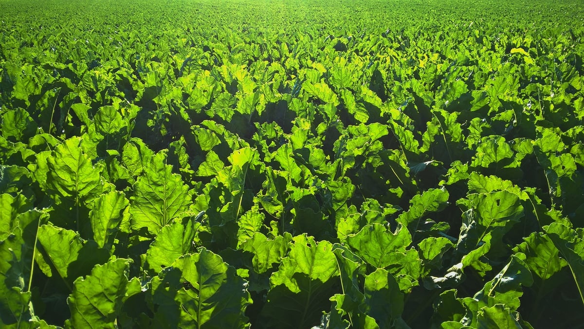 Champ betteraves sur une parcelle agricole 