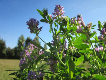 Luzerne Alfalfa fleur