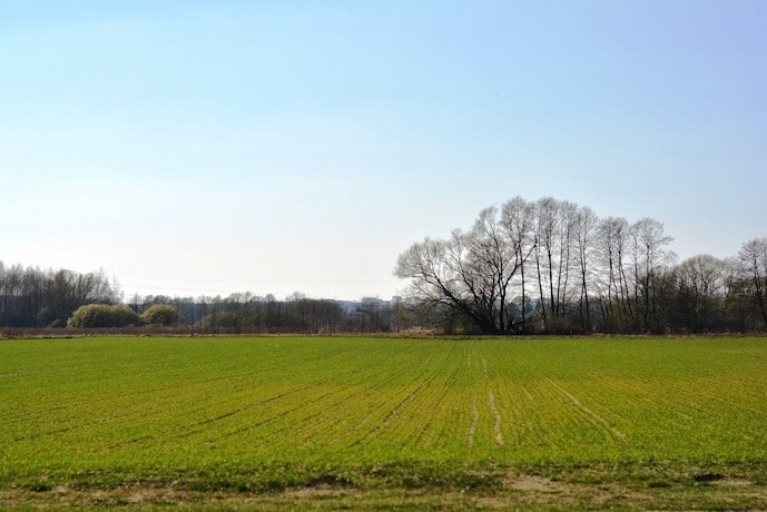 Semis de blé sur une parcelle agricole 