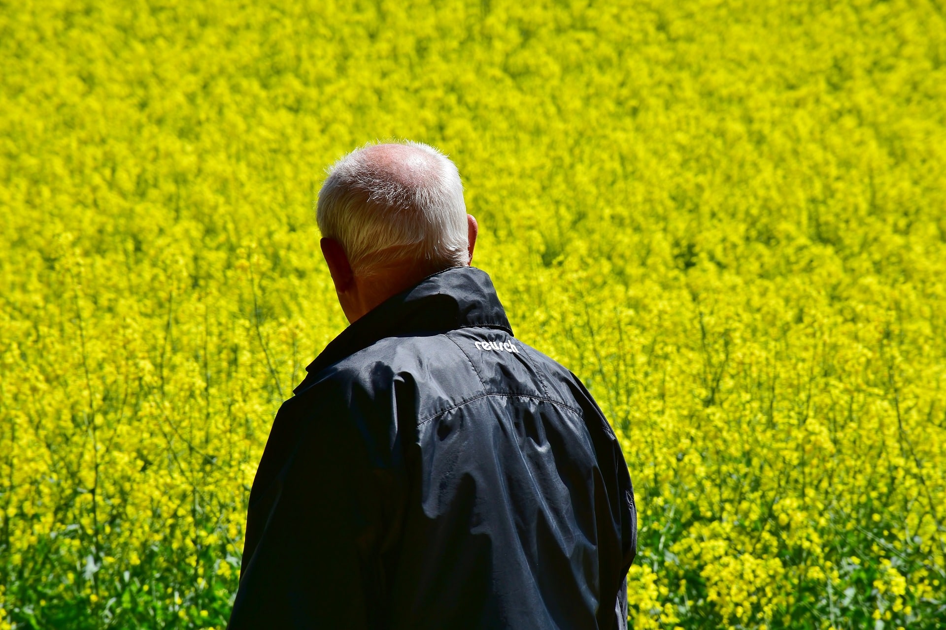 Suivi régulier de la croissance du colza avec une application agricole