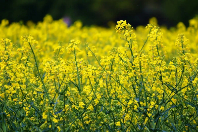 Champ de colza en floraison