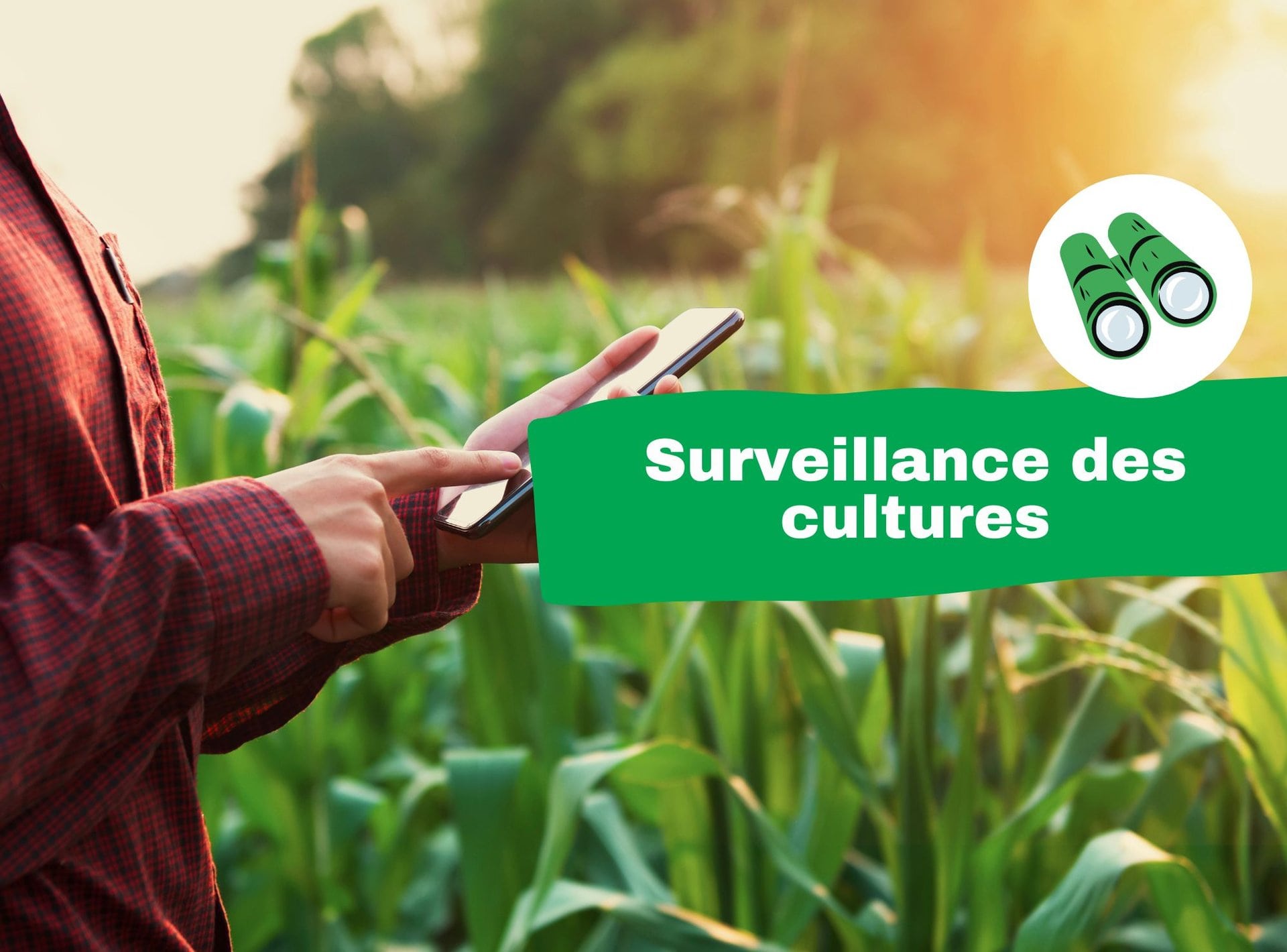 Surveillance des cultures avec une application agricole