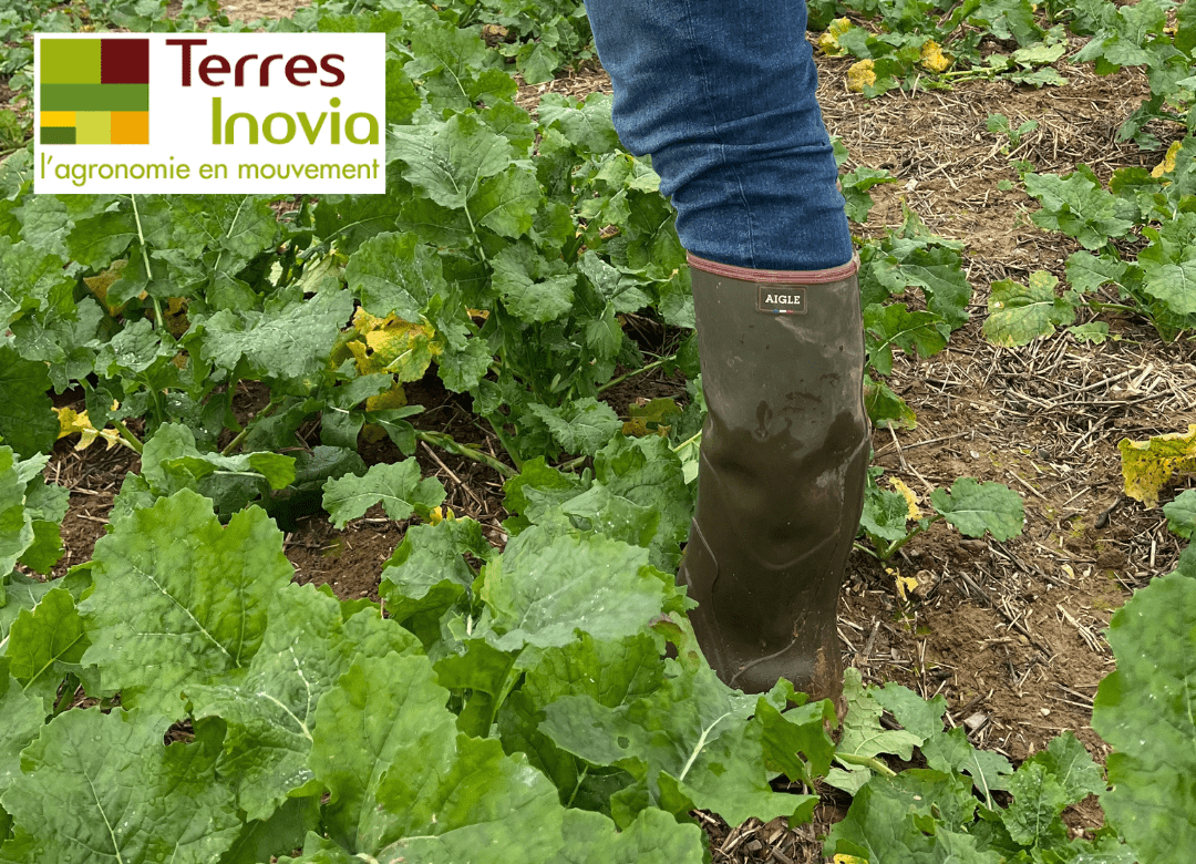 pesée de colza validé par terres inovia