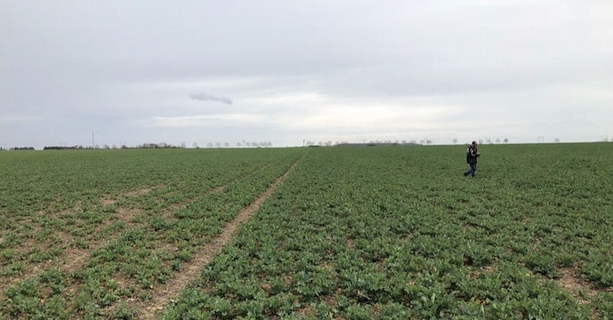 Détection des carences sur du colza 