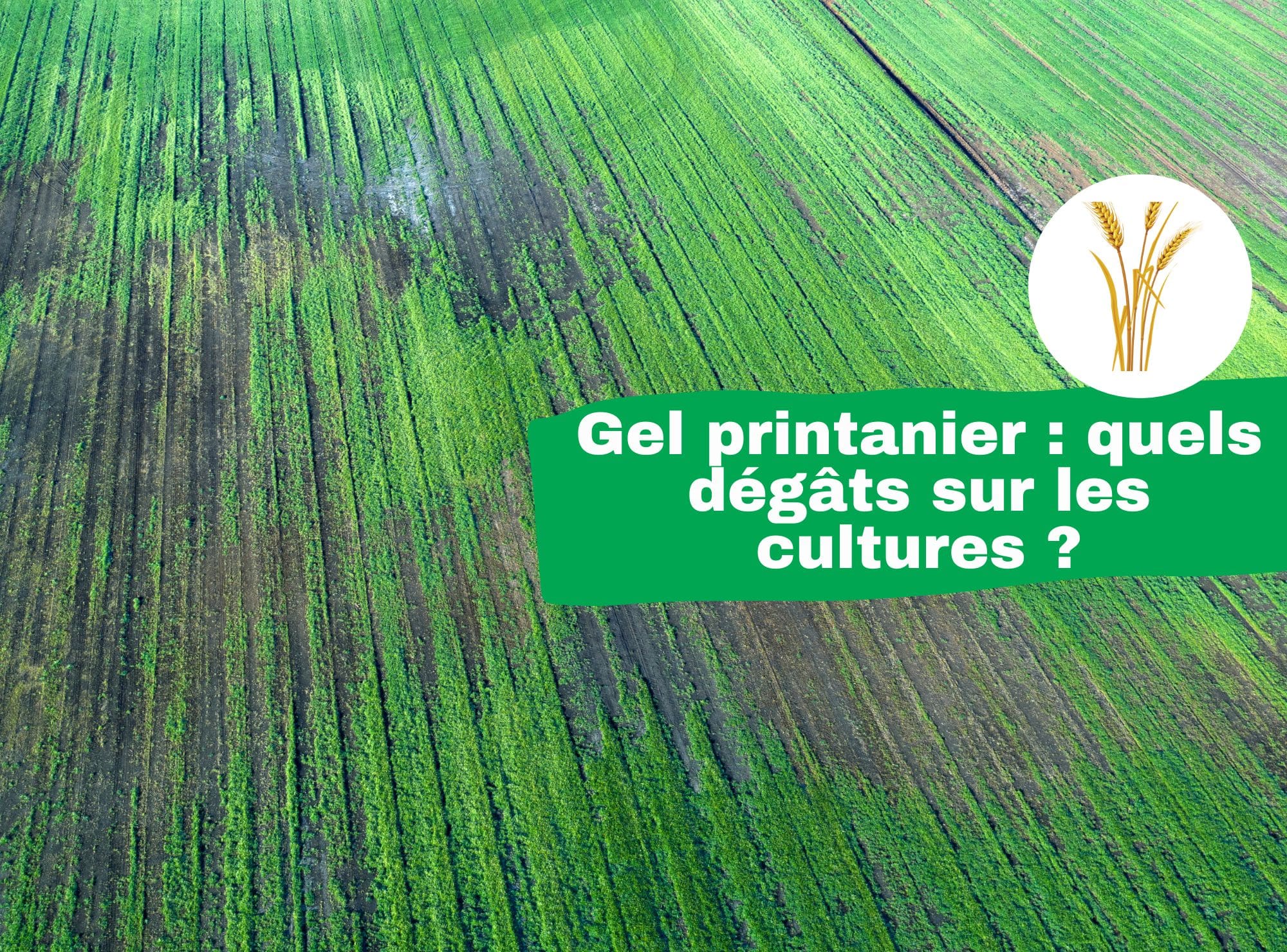 Gel printanier : quels dégâts sur les cultures ?