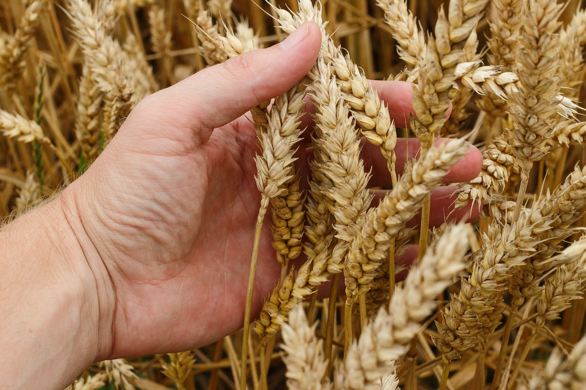 Main Avec Des Grains De Blé