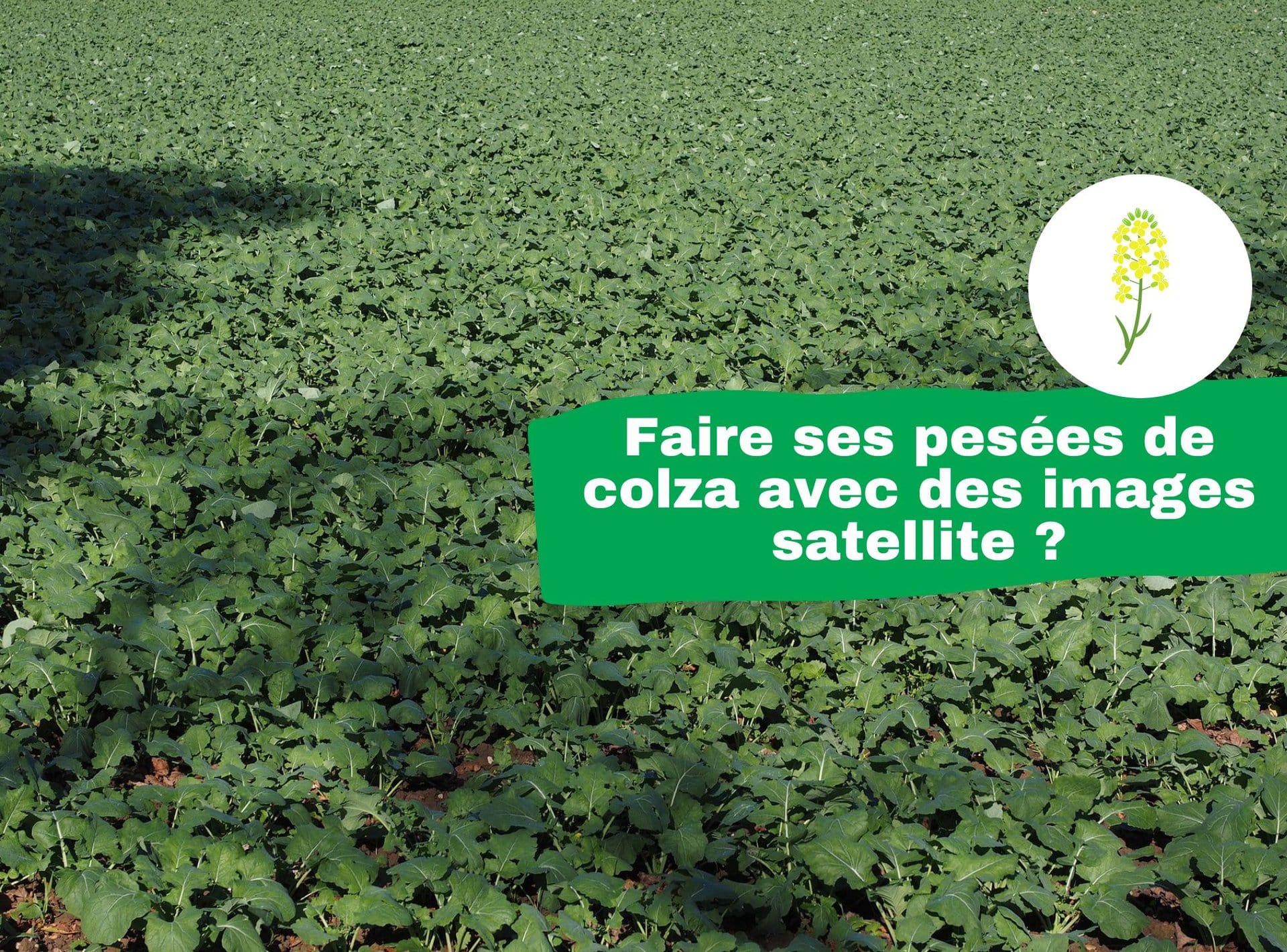 pesées de colza avec des images satellite