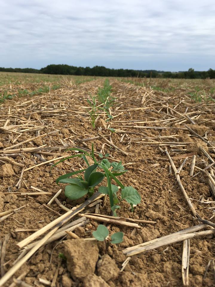 implantation et semis du colza sur une terre agricole