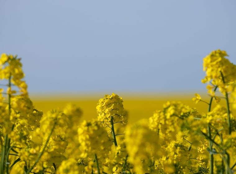 Champs de colza en fleur