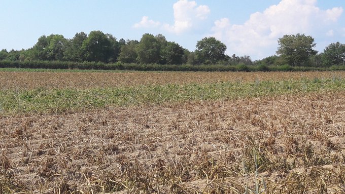 défanage pomme de terre