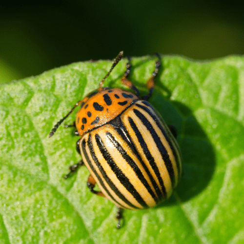 Doryphore pomme de terre