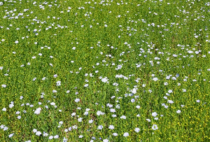 Champ de lin sur une parcelle agricole 