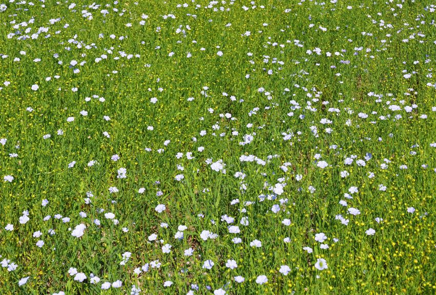 Champ de lin sur une parcelle agricole