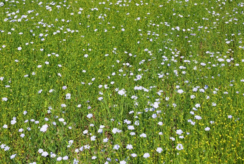 Champ de lin sur une parcelle agricole