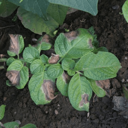 Le mildiou de la pomme de terre 