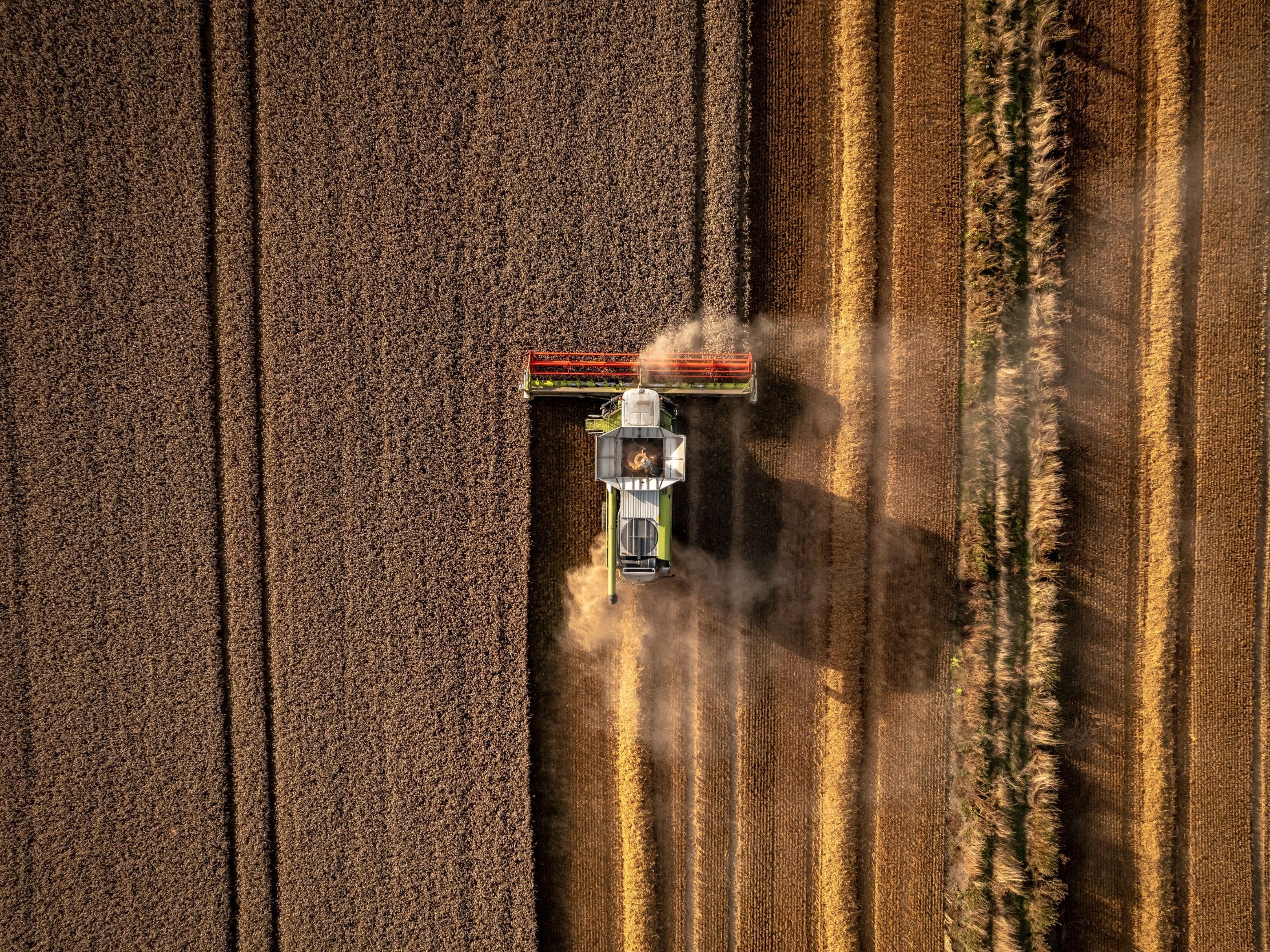 moissonneuse batteuse  claas récolte du blé durant la moisson sur une parcelle agricole 