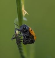 Maladies et ravageurs l'orge blé