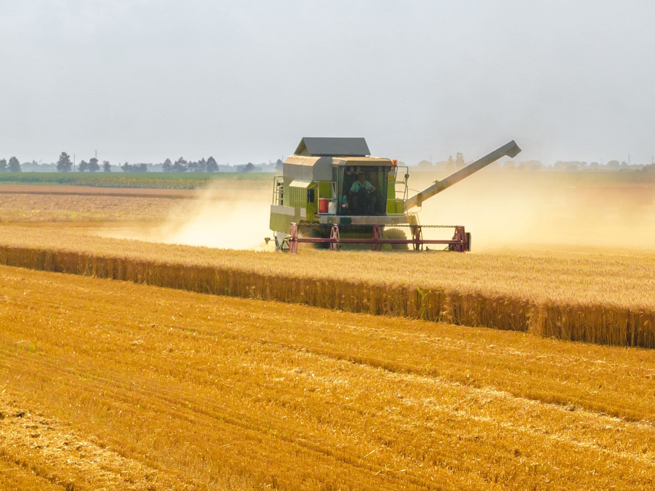 moissonneuse batteuse sur un champ d'orge d'hiver
