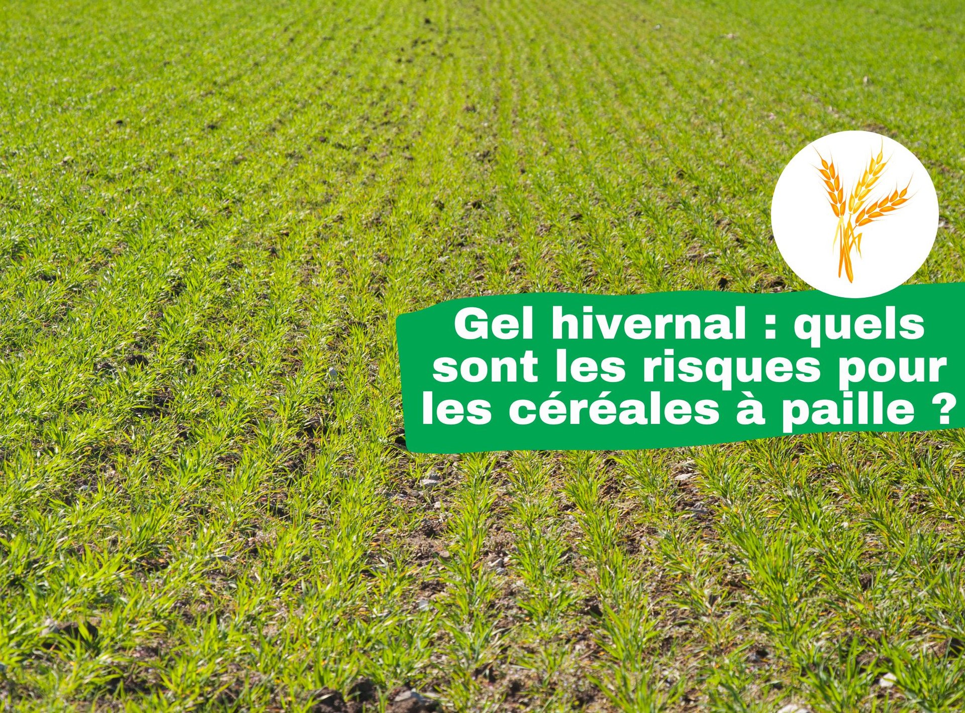 risques pour les céréales à paille
