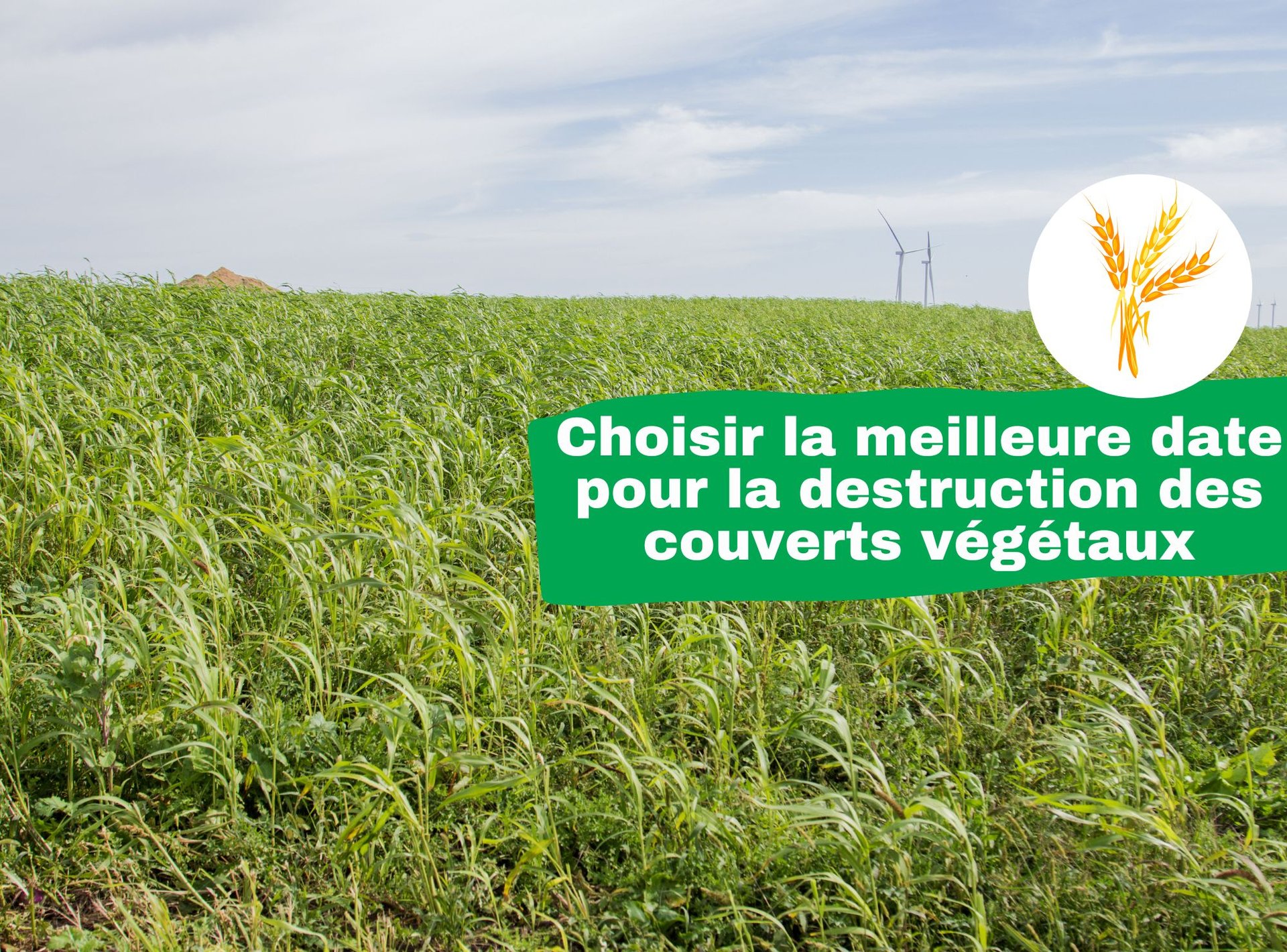meilleure date pour la destruction des couverts végétaux