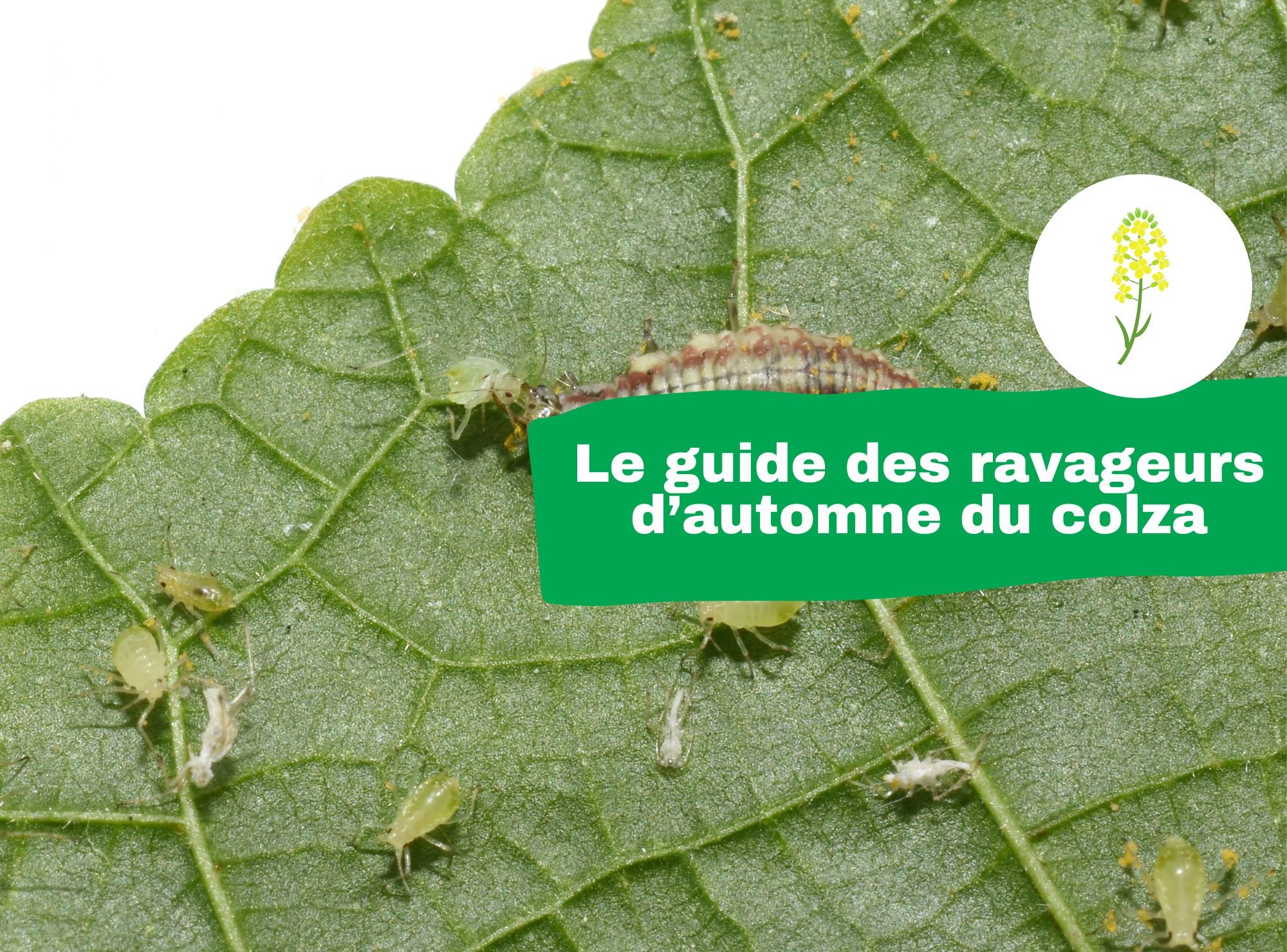 Le guide des ravageurs d’automne du colza