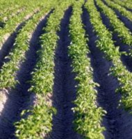 champ pommes de terre