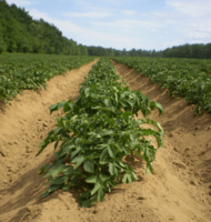 rangée de pommes de terre