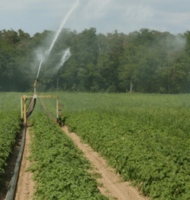 pomme de terre irriguées