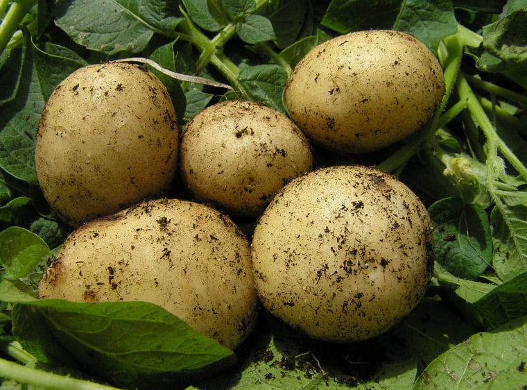 Champ de pomme de terre