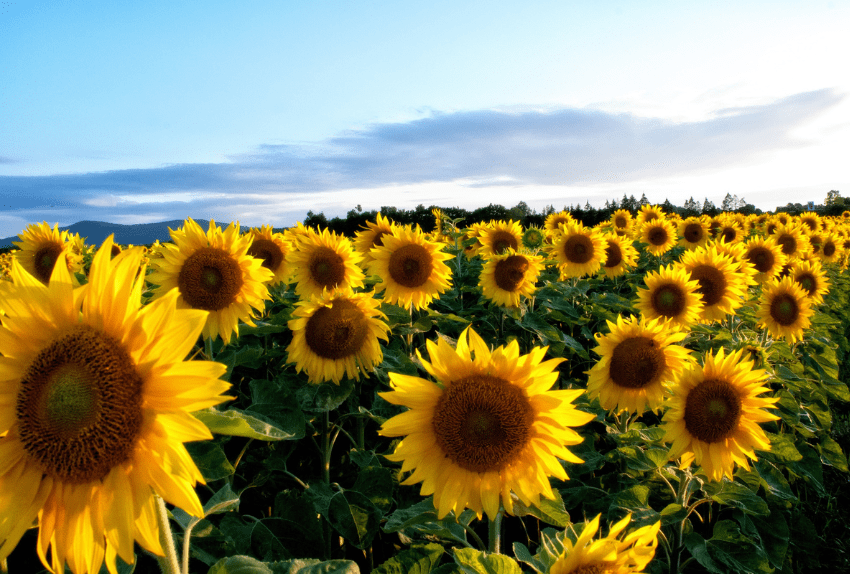 Champ de tournesol sur une parcelle agricole